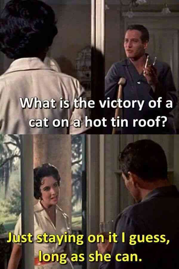 cat on a hot tin roof quotes