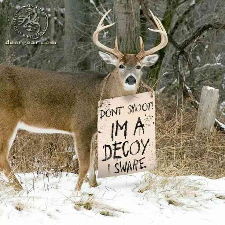 funny deer hunting quotes