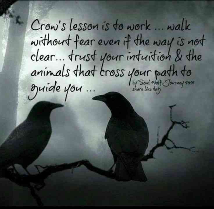 quotes about crow birds