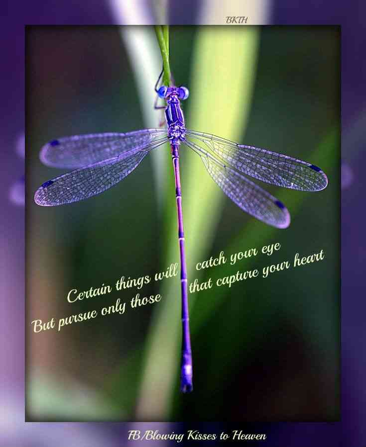 quotes about dragonflies