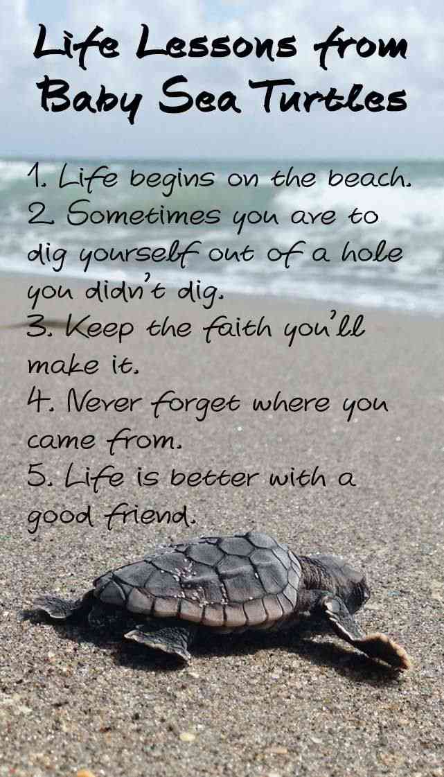 sea turtle quotes