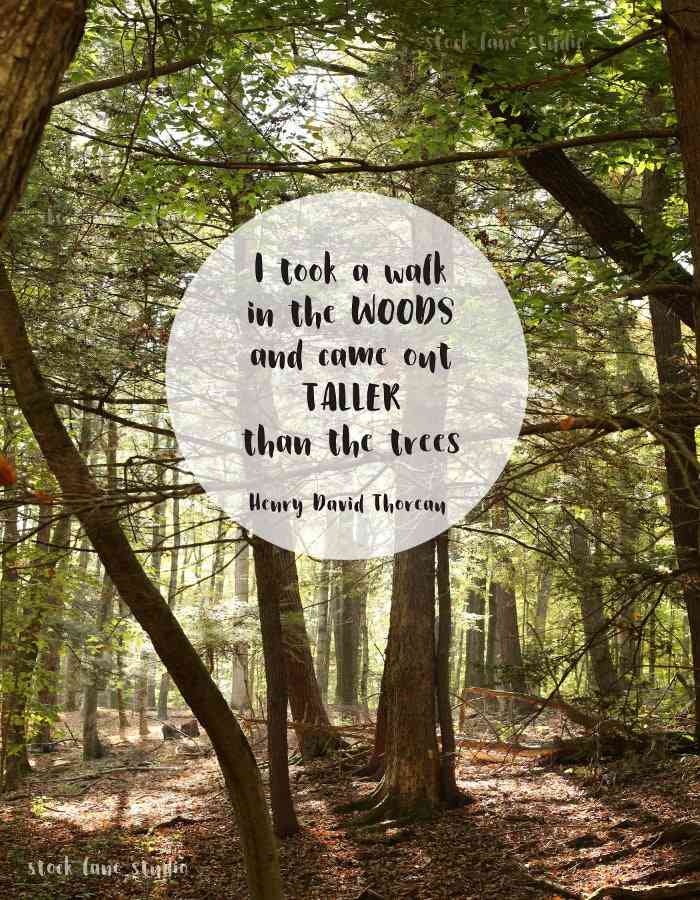 walk in the woods quotes
